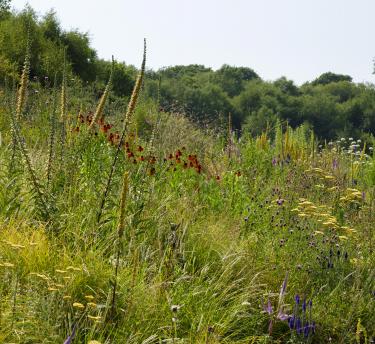 Wide view of Pollinator Pathmaker artwork in flower
